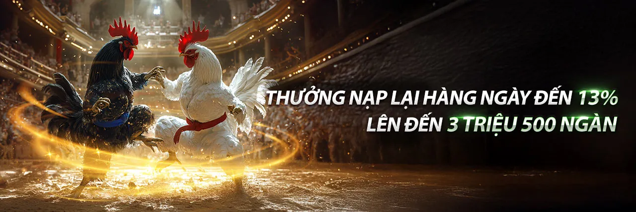 Gà chiến đang thi đấu trên sân, thể hiện sự kịch tính của đá gà trực tuyến sodo79